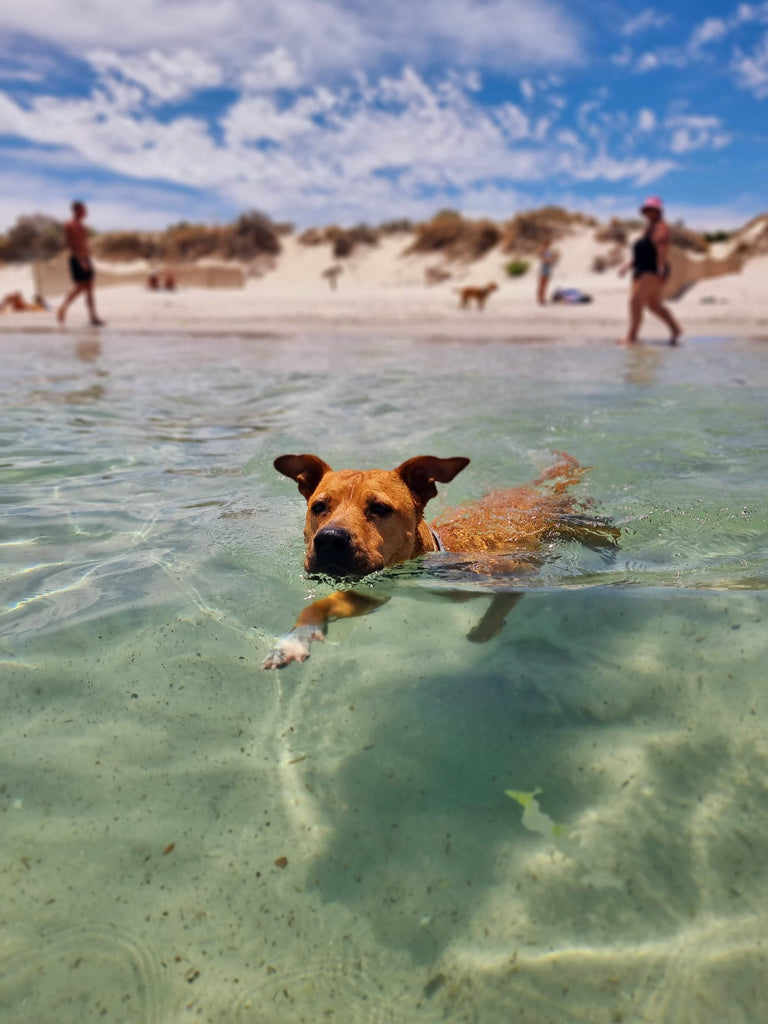 Dog swimming hot australia summer