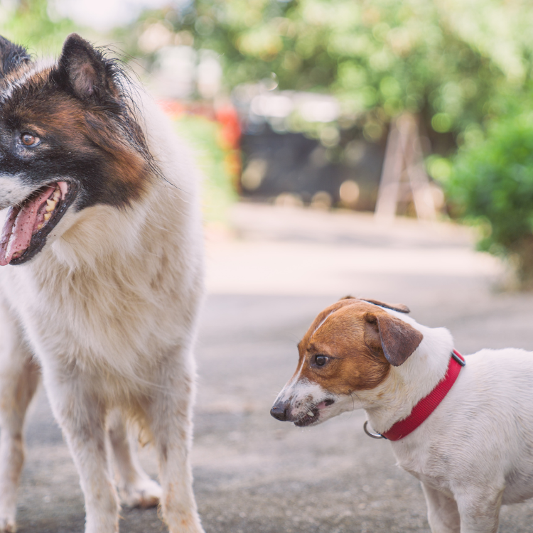 Dealing with Dog-on-Dog Aggression: What to Do When Your Dog Tries to Bite Another Dog