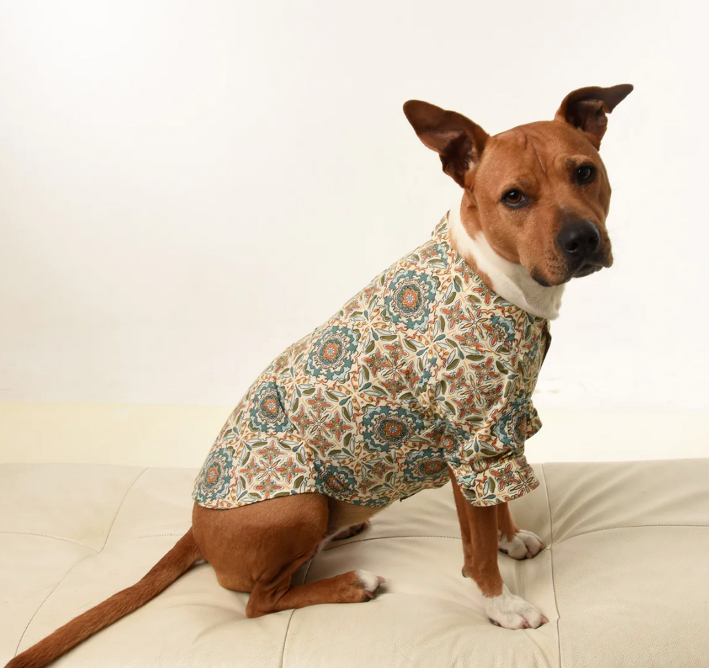 10 reasons why you should start dressing up your pet